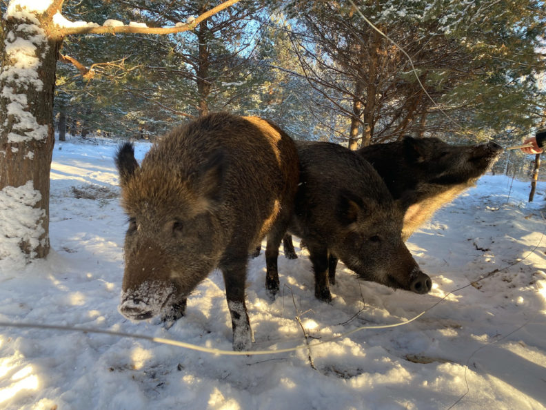 кабан, охота на кабанов, кабан фото, домашний кабан, окский заповедник
