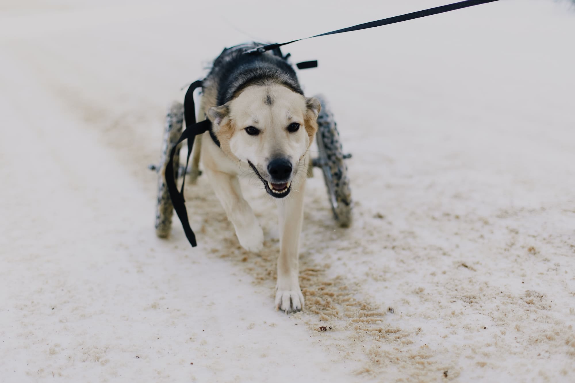 ветеринария, пропал корм, лечение животных,