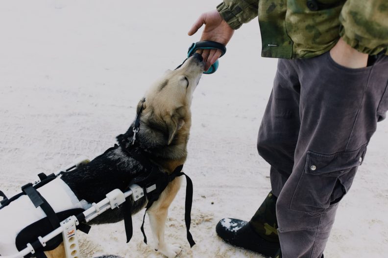 лечение животных, собаки приют, кошки приют, помощь животным, волонтеры животные