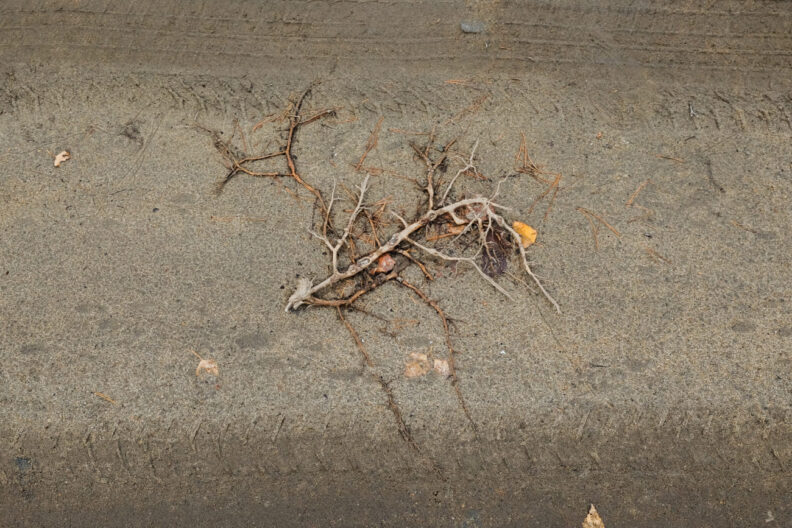 кыштымский карлик, карлик, кыштым, алешенька, гуманоид алешенька